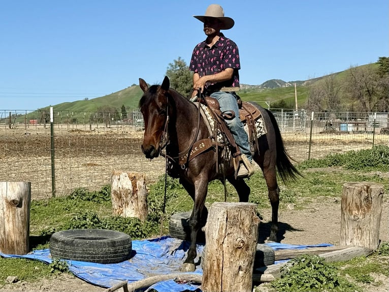 American Quarter Horse Mare 4 years 15 hh Roan-Bay in Tres Pinos