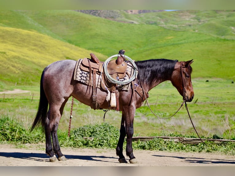 American Quarter Horse Mare 4 years 15 hh Roan-Bay in Tres Pinos