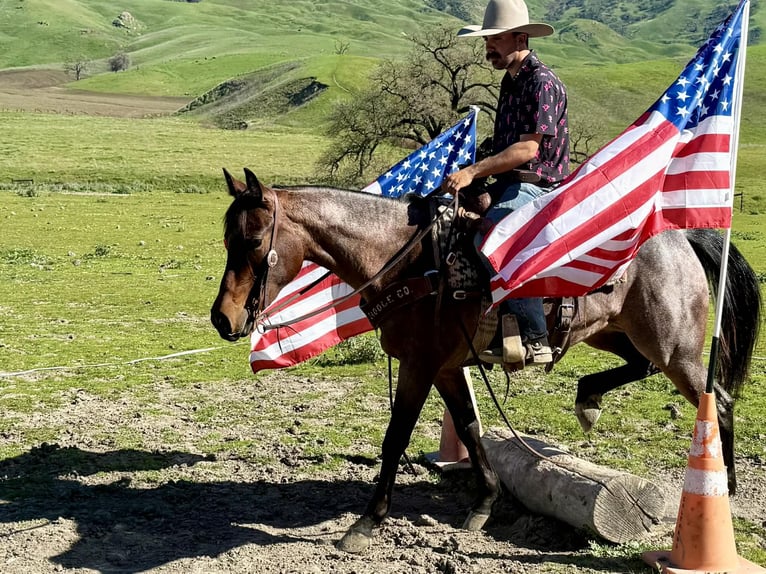 American Quarter Horse Mare 4 years 15 hh Roan-Bay in Tres Pinos