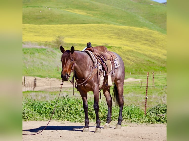 American Quarter Horse Mare 4 years 15 hh Roan-Bay in Tres Pinos