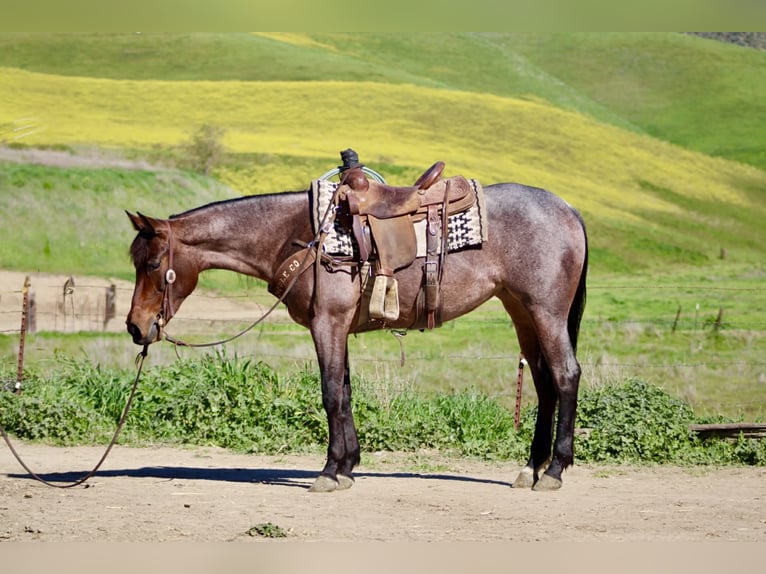 American Quarter Horse Mare 4 years 15 hh Roan-Bay in Tres Pinos