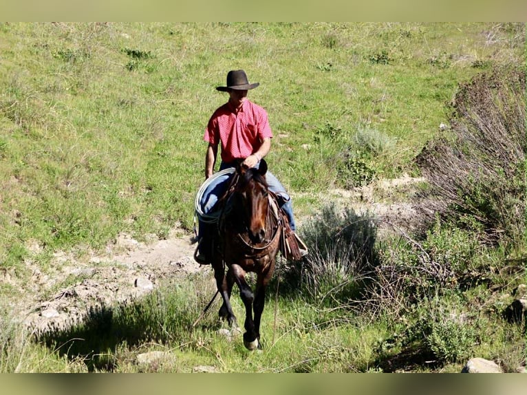 American Quarter Horse Mare 4 years 15 hh Roan-Bay in Tres Pinos
