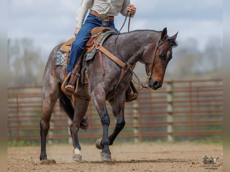 American Quarter Horse Mare 4 years 15 hh Roan-Bay in Auburn
