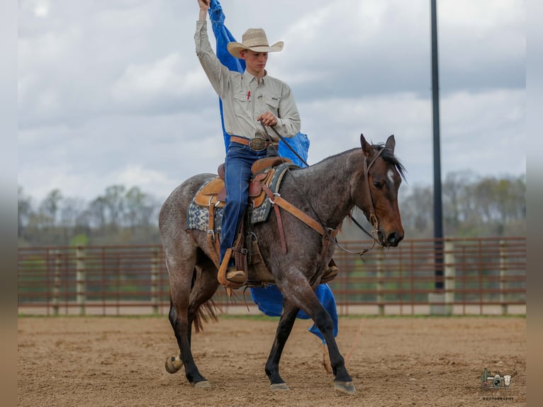 American Quarter Horse Mare 4 years 15 hh Roan-Bay in Auburn
