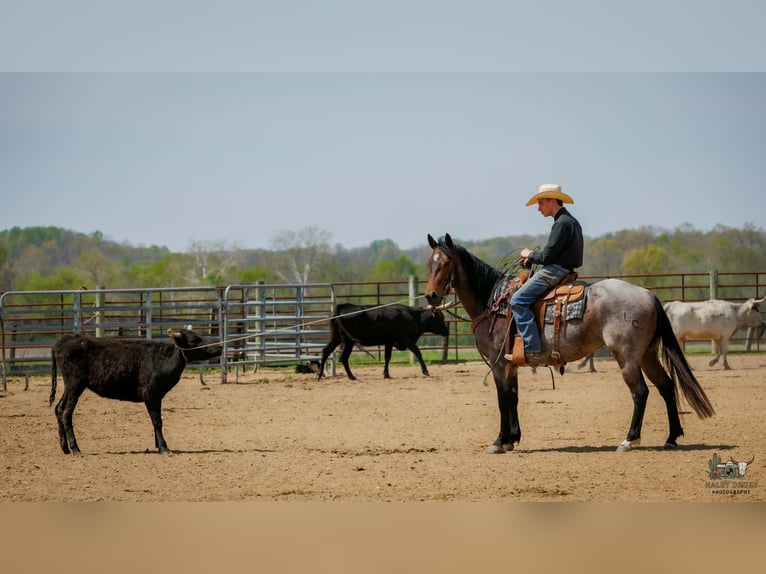 American Quarter Horse Mare 4 years 15 hh Roan-Bay in Auburn