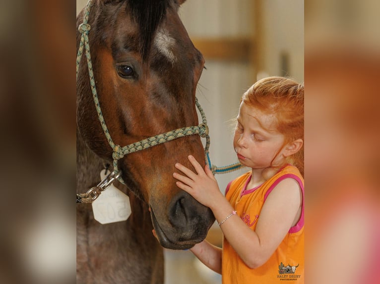 American Quarter Horse Mare 4 years 15 hh Roan-Bay in Auburn