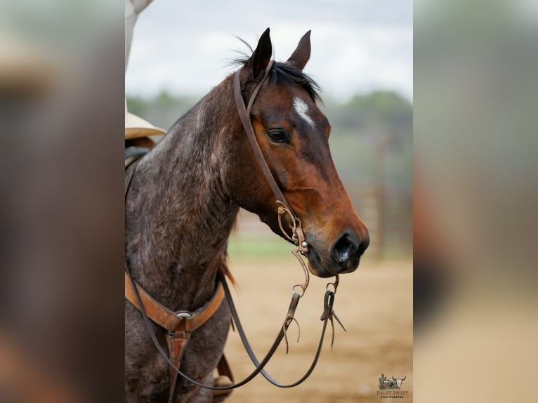 American Quarter Horse Mare 4 years 15 hh Roan-Bay in Auburn