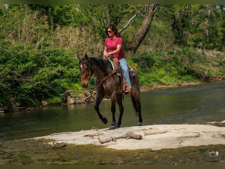 American Quarter Horse Mare 4 years 15 hh Roan-Bay in Auburn