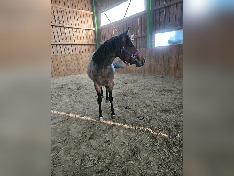 American Quarter Horse Mare 4 years 15 hh Roan-Bay in Furth im Wald