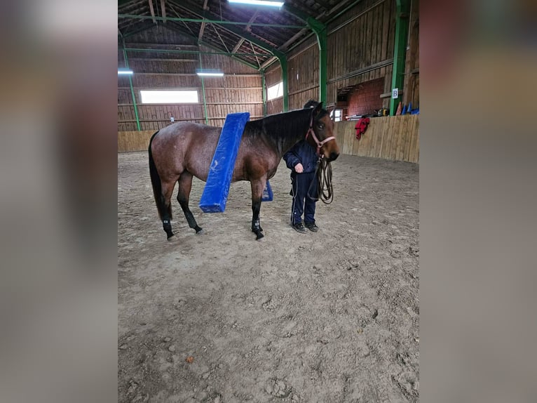 American Quarter Horse Mare 4 years 15 hh Roan-Bay in Furth im Wald