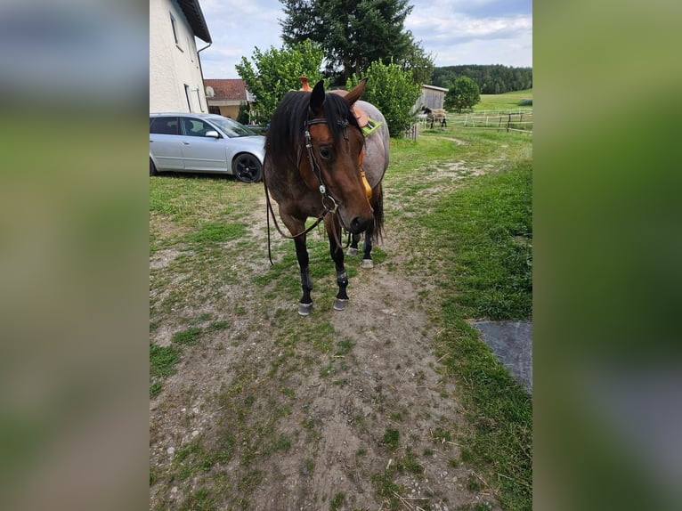 American Quarter Horse Mare 4 years 15 hh Roan-Bay in Furth im Wald