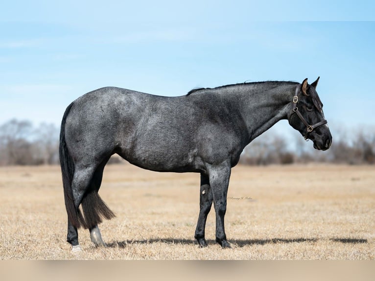 American Quarter Horse Mare 4 years 15 hh Roan-Blue in Grand Island