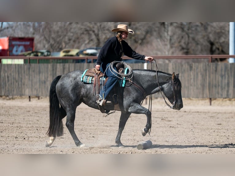 American Quarter Horse Mare 4 years 15 hh Roan-Blue in Grand Island