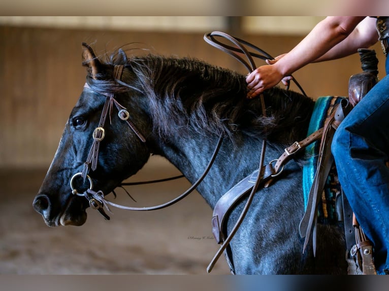 American Quarter Horse Mare 4 years 15 hh Roan-Blue in Grand Island