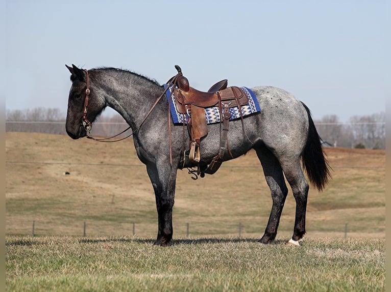 American Quarter Horse Mare 4 years 15 hh Roan-Blue in Parkers Lake KY