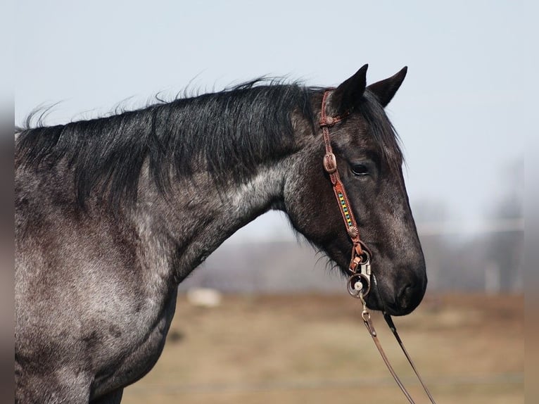 American Quarter Horse Mare 4 years 15 hh Roan-Blue in Parkers Lake KY