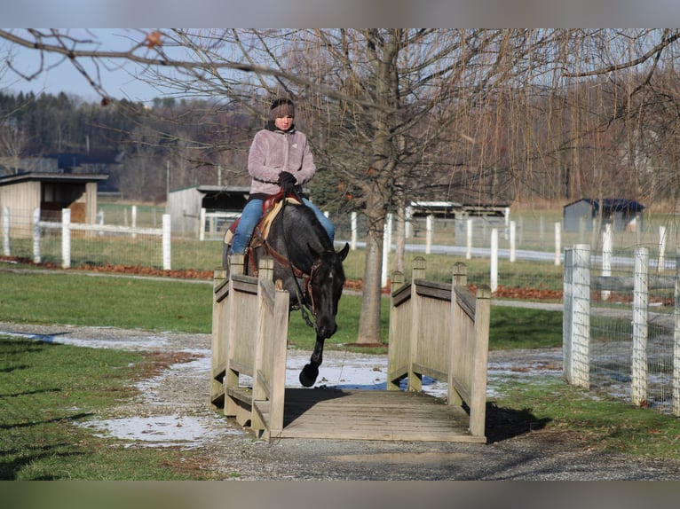 American Quarter Horse Mix Mare 4 years 15 hh Roan-Blue in Millersburg
