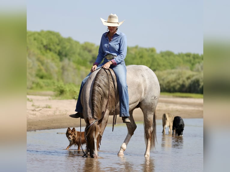 American Quarter Horse Mare 4 years 15 hh Roan-Red in Belen
