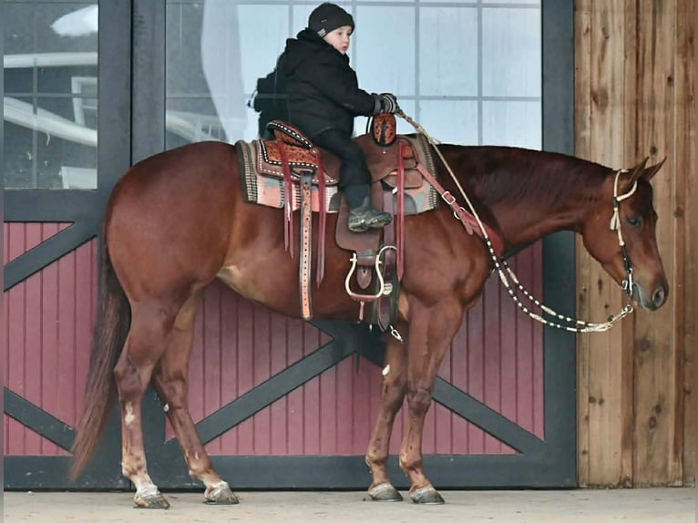 American Quarter Horse Mare 4 years 15 hh Sorrel in Rebersburg