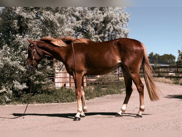 American Quarter Horse Mix Mare 4 years 15 hh Sorrel in Fort Collins