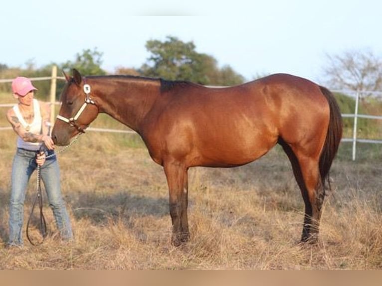 American Quarter Horse Mare 4 years 15,1 hh Brown in Dillenburg