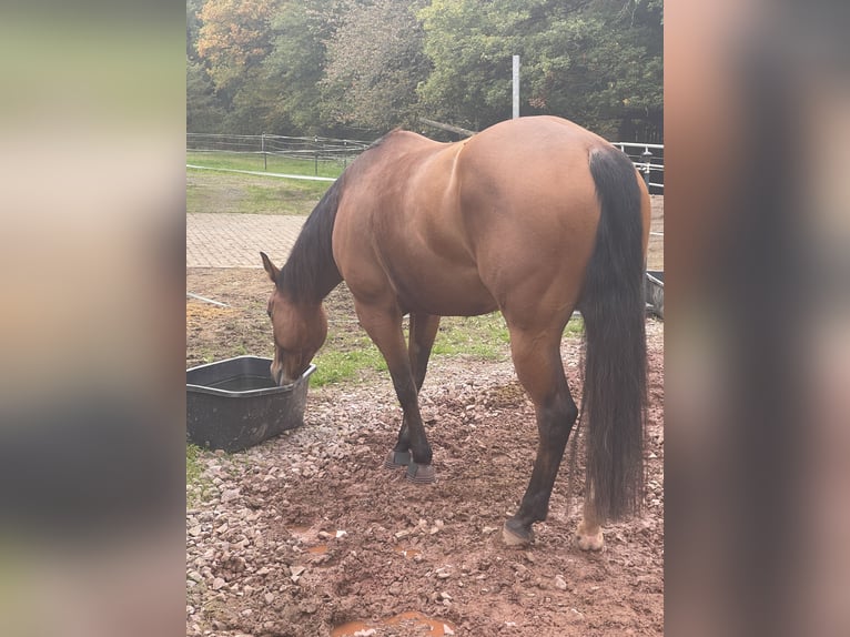 American Quarter Horse Mare 4 years 15,1 hh Brown in Boppard