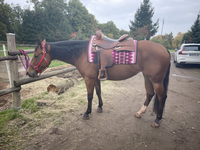American Quarter Horse Mare 4 years 15,1 hh Brown in Boppard
