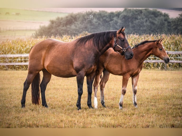 American Quarter Horse Mare 4 years 15,1 hh Brown in Boppard