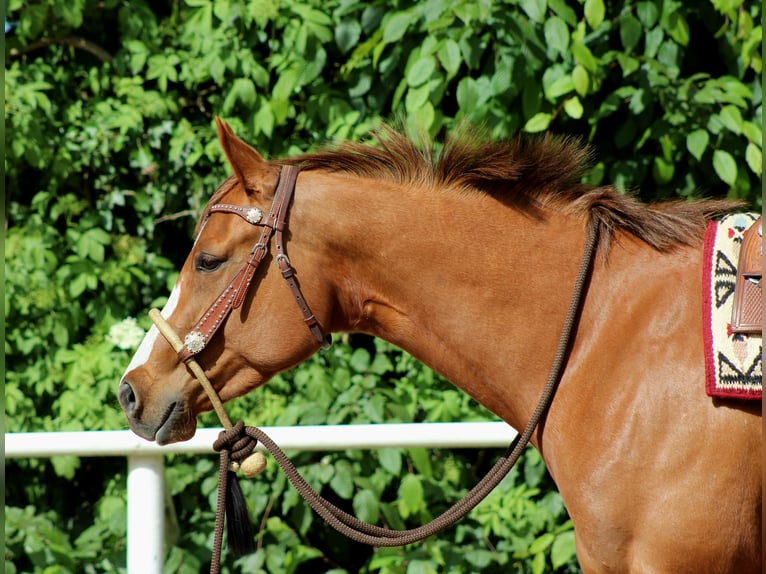 American Quarter Horse Mare 4 years 15,1 hh Chestnut-Red in Stade