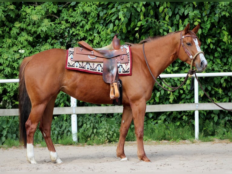American Quarter Horse Mare 4 years 15,1 hh Chestnut-Red in Stade