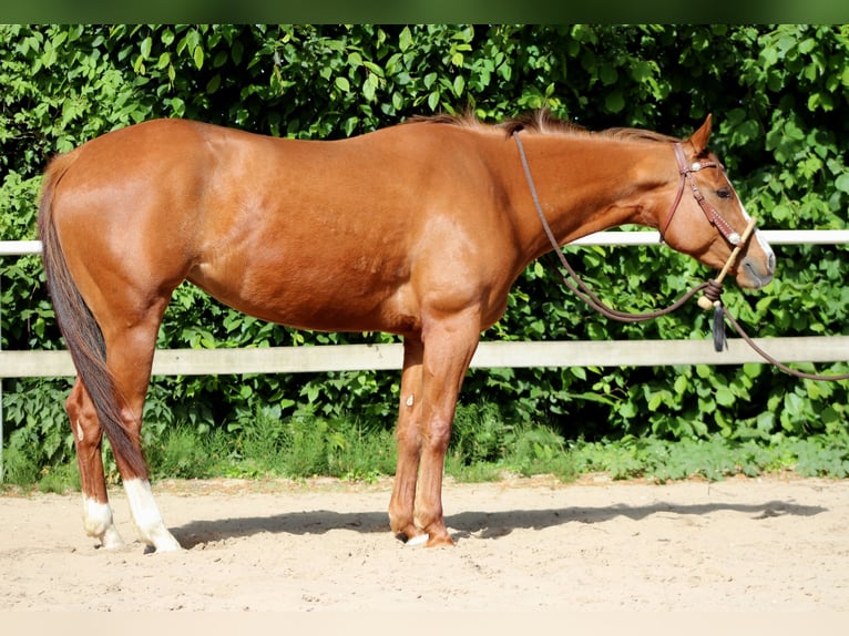 American Quarter Horse Mare 4 years 15,1 hh Chestnut-Red in Stade