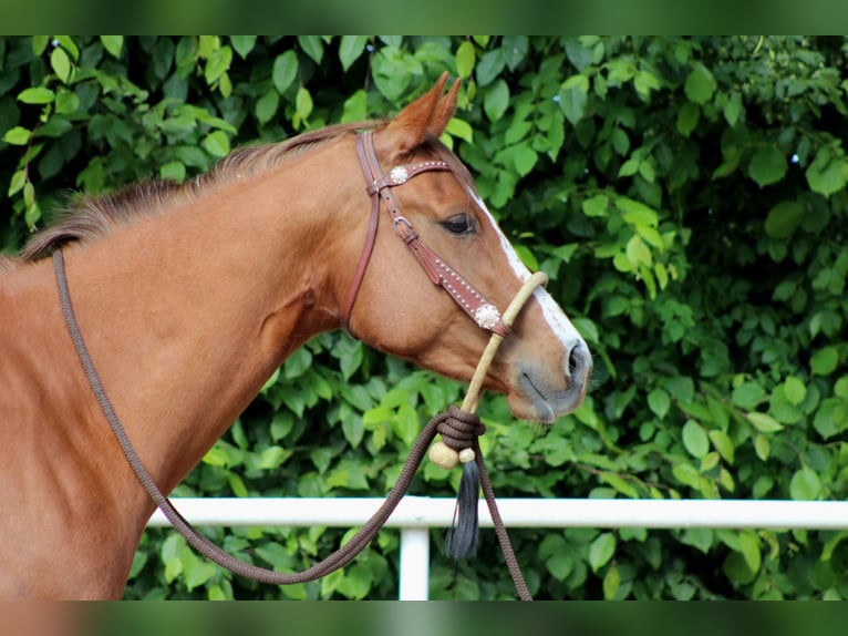 American Quarter Horse Mare 4 years 15,1 hh Chestnut-Red in Stade