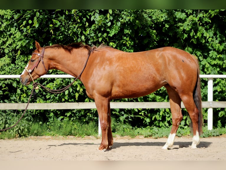 American Quarter Horse Mare 4 years 15,1 hh Chestnut-Red in Stade