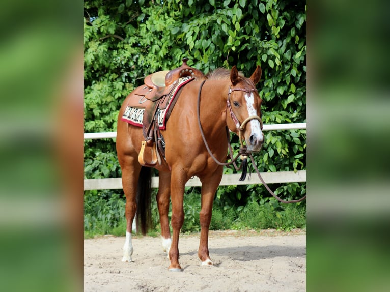 American Quarter Horse Mare 4 years 15,1 hh Chestnut-Red in Stade