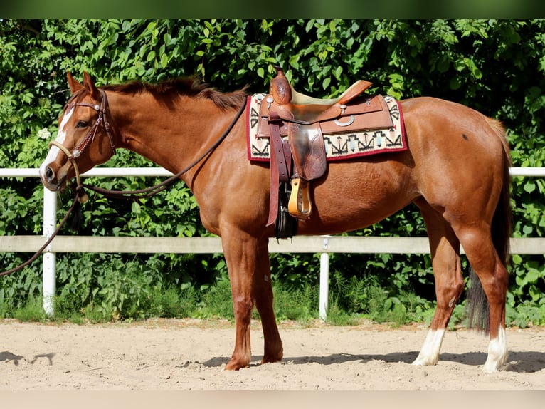 American Quarter Horse Mare 4 years 15,1 hh Chestnut-Red in Stade