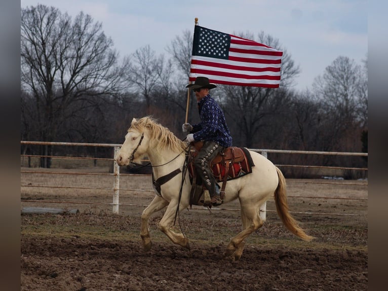 American Quarter Horse Mix Mare 4 years 15,1 hh Perlino in Baxter Springs