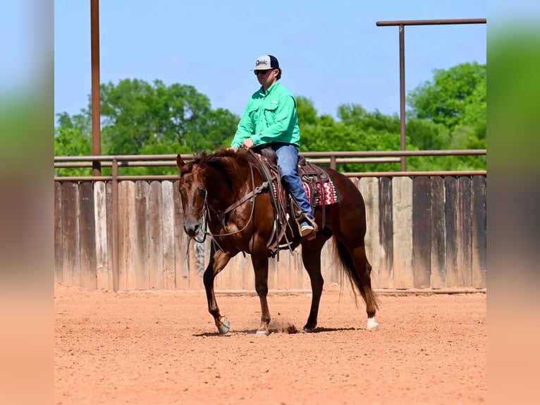 American Quarter Horse Mare 4 years 15,1 hh Sorrel in Waco