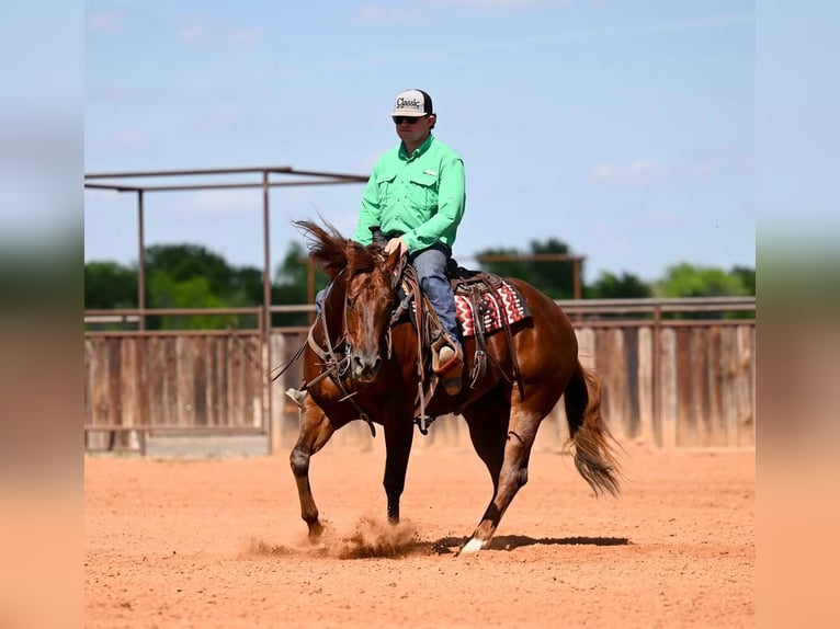 American Quarter Horse Mare 4 years 15,1 hh Sorrel in Waco