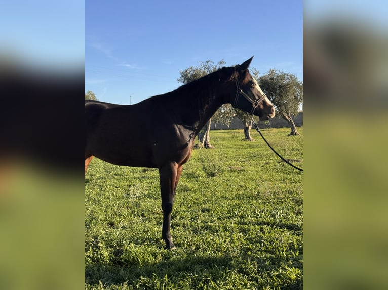 American Quarter Horse Mare 4 years 15,2 hh Bay-Dark in Bari