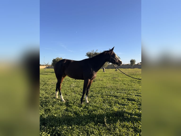 American Quarter Horse Mare 4 years 15,2 hh Bay-Dark in Bari