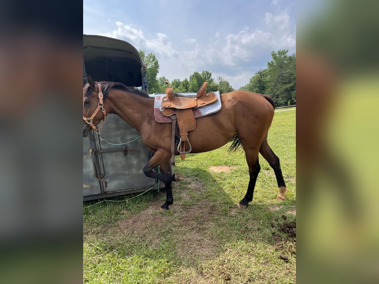 American Quarter Horse Mare 4 years 15,2 hh Brown-Light in Easley South Carolina