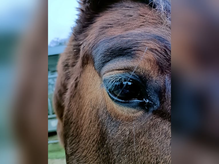 American Quarter Horse Mix Mare 4 years 15,2 hh Brown in Buchs ZH