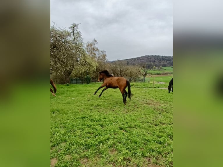 American Quarter Horse Mix Mare 4 years 15,2 hh Brown in Buchs ZH