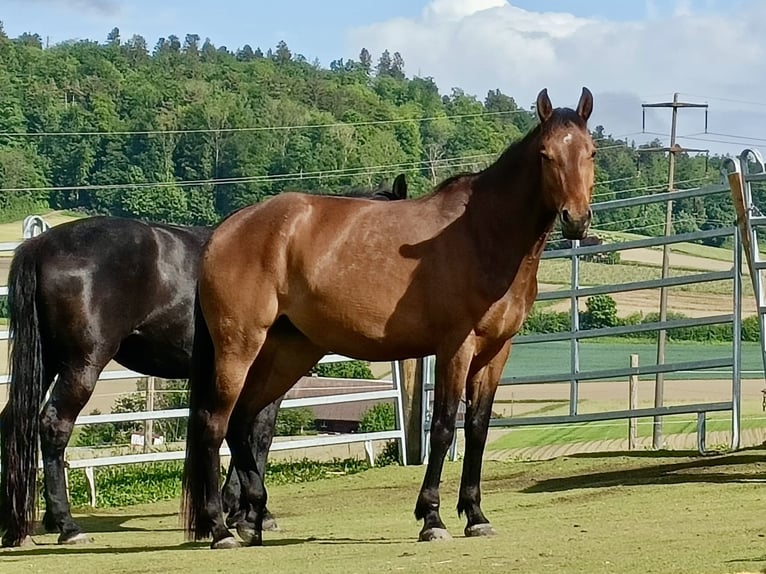 American Quarter Horse Mix Mare 4 years 15,2 hh Brown in Buchs ZH