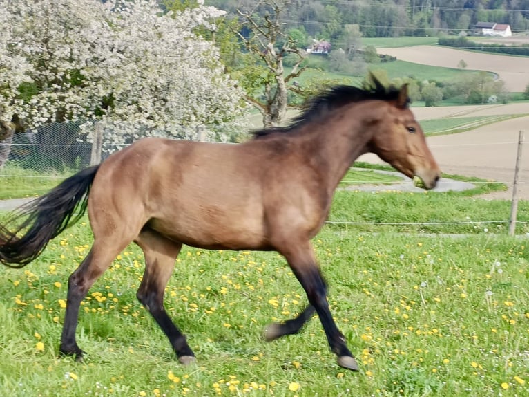 American Quarter Horse Mix Mare 4 years 15,2 hh Brown in Buchs ZH