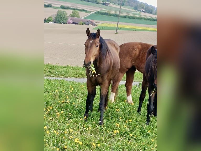American Quarter Horse Mix Mare 4 years 15,2 hh Brown in Buchs ZH