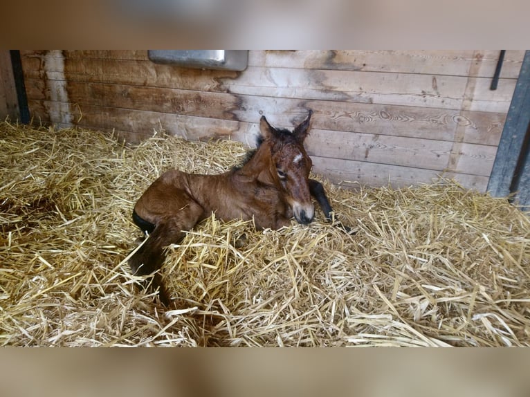 American Quarter Horse Mix Mare 4 years 15,2 hh Brown in Buchs ZH