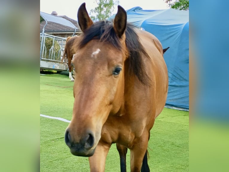 American Quarter Horse Mix Mare 4 years 15,2 hh Brown in Buchs ZH