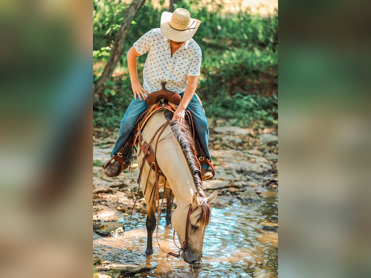 American Quarter Horse Mare 4 years 15,2 hh Buckskin in Santa Fe