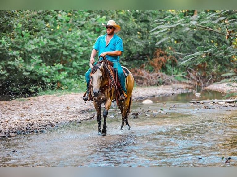 American Quarter Horse Mare 4 years 15,2 hh Buckskin in Santa Fe
